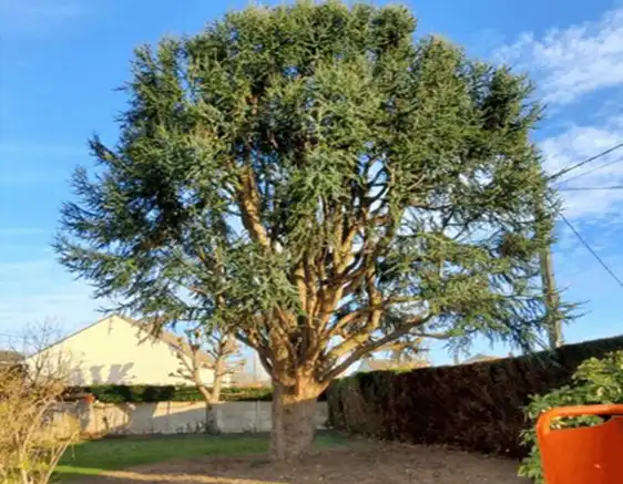 arbre après l'élagage à Goussainville dans 95
